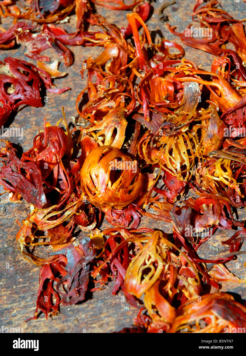 Mace spice drying in the sun, Grenada "West Indies Stock Photo Alamy