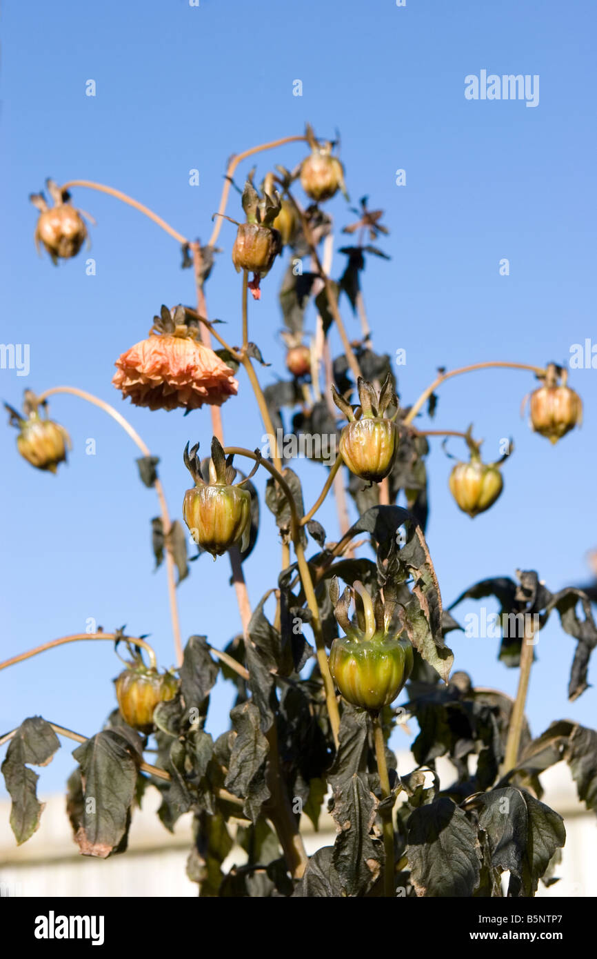 Dead dahlia flowers killed by frost Stock Photo Alamy