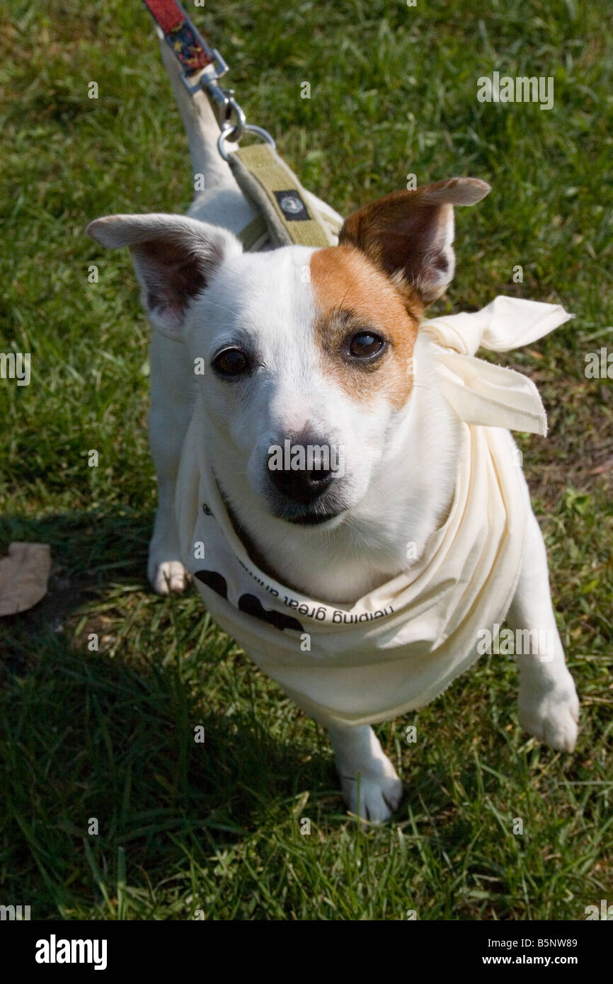 Jack Russell terrier dog peers into the camera lens while being restrained by a leash. Stock Photo