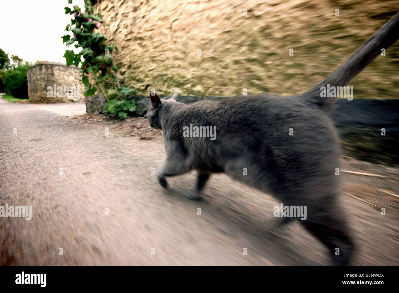 Cat walking through village Stock Photo