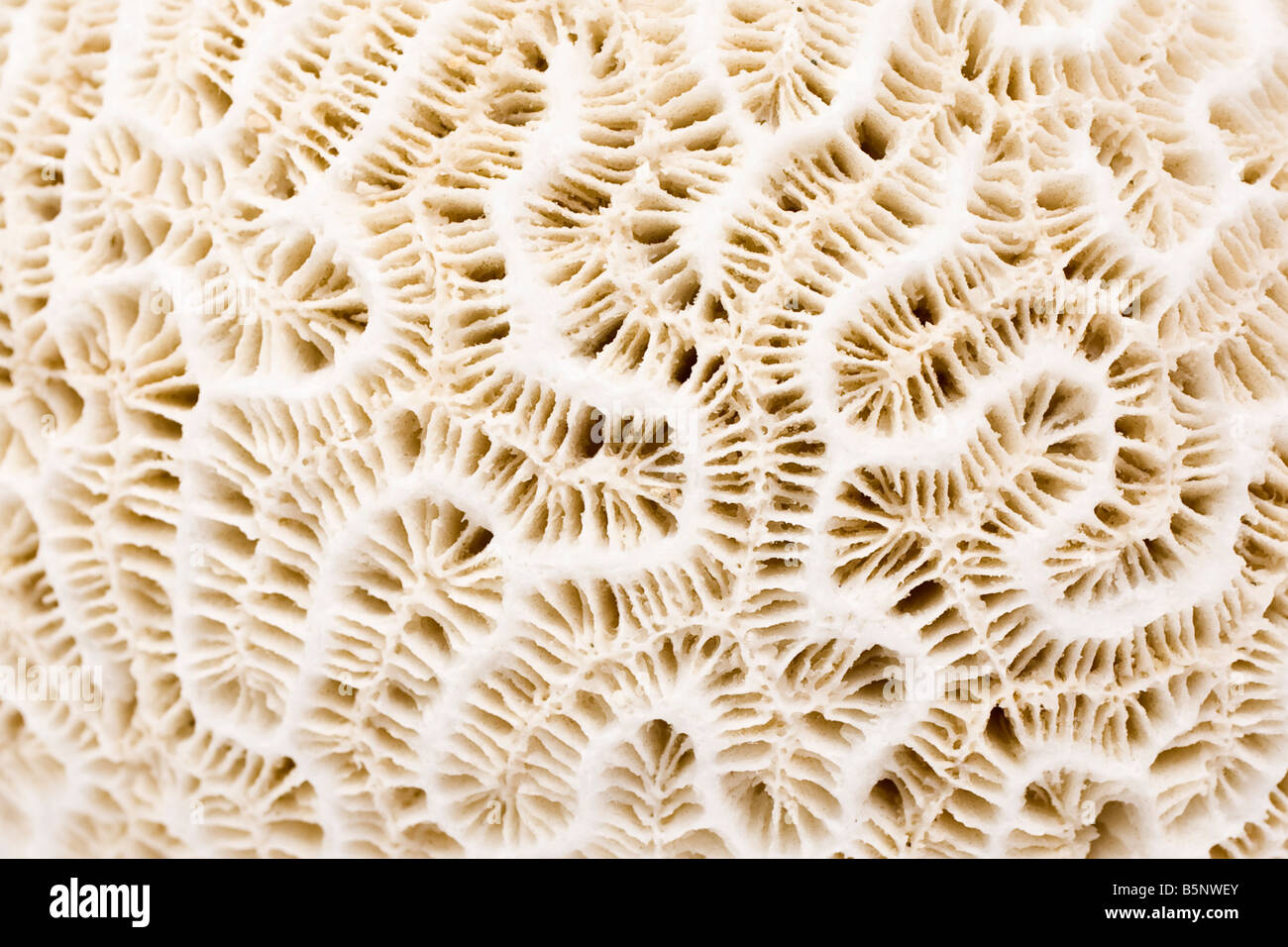 White coral from British Virgin Islands Carribean, brain like in appearance. Stock Photo