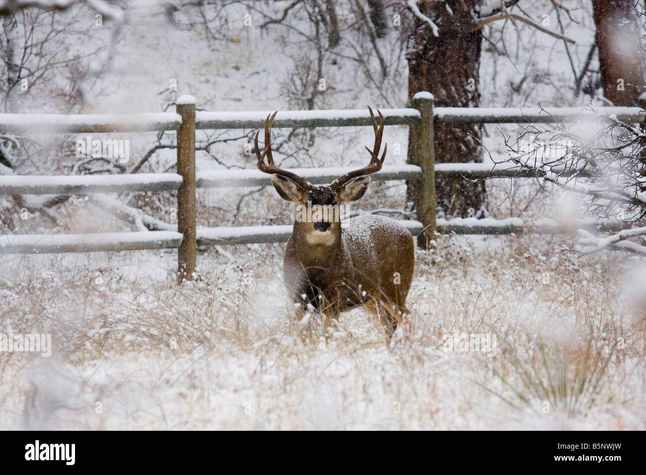 Mule deer forage for food on a cold snowy Colorado winter morning Stock ...