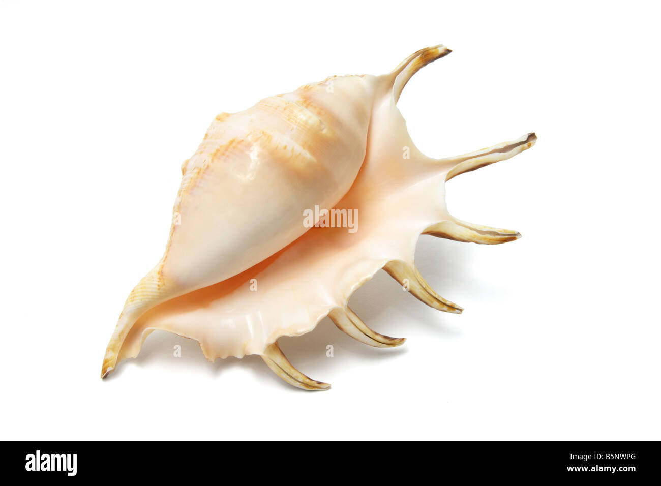 Spider Conch Shell Stock Photo - Alamy