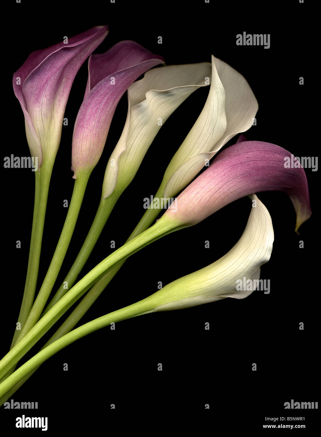 Six pink and white calla lilies on black background close up Stock Photo