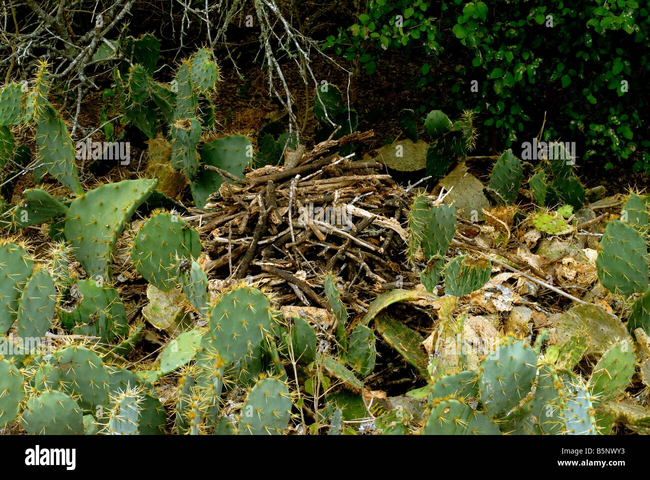 Rats build nest prior to winter,they use sticks to build nest in prickly pear plants for protection Stock Photo