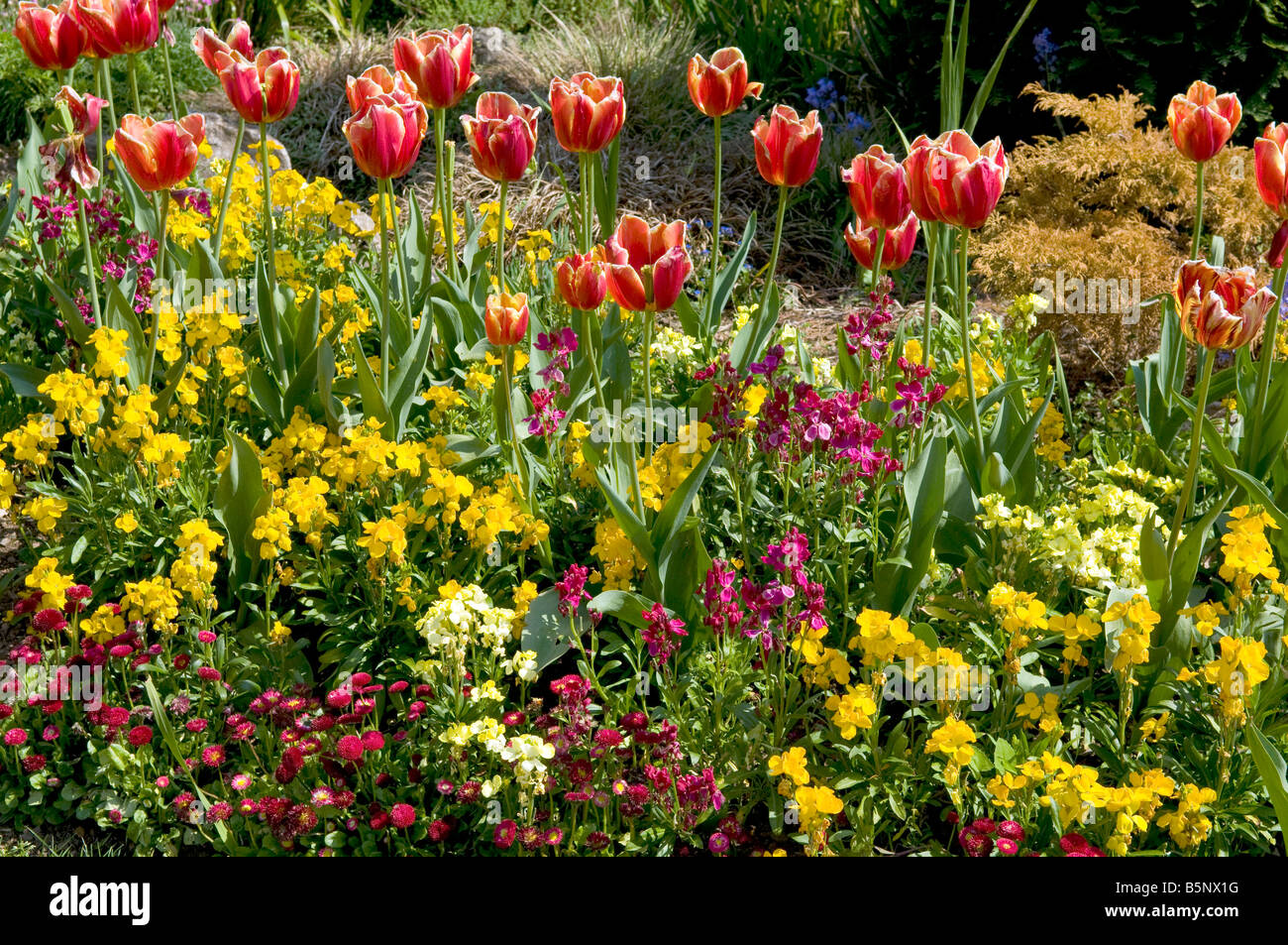 Spring border display of bedding plants. Stock Photo