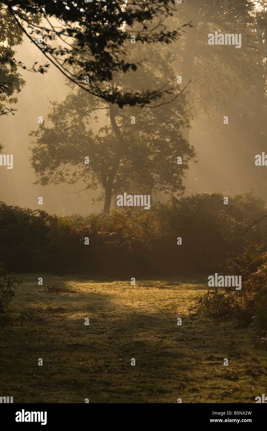New forest floor hi-res stock photography and images - Alamy