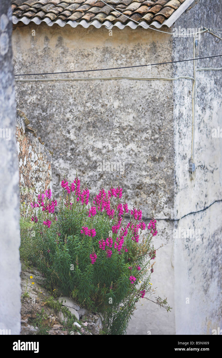 Flowers growing from wall hi-res stock photography and images - Alamy