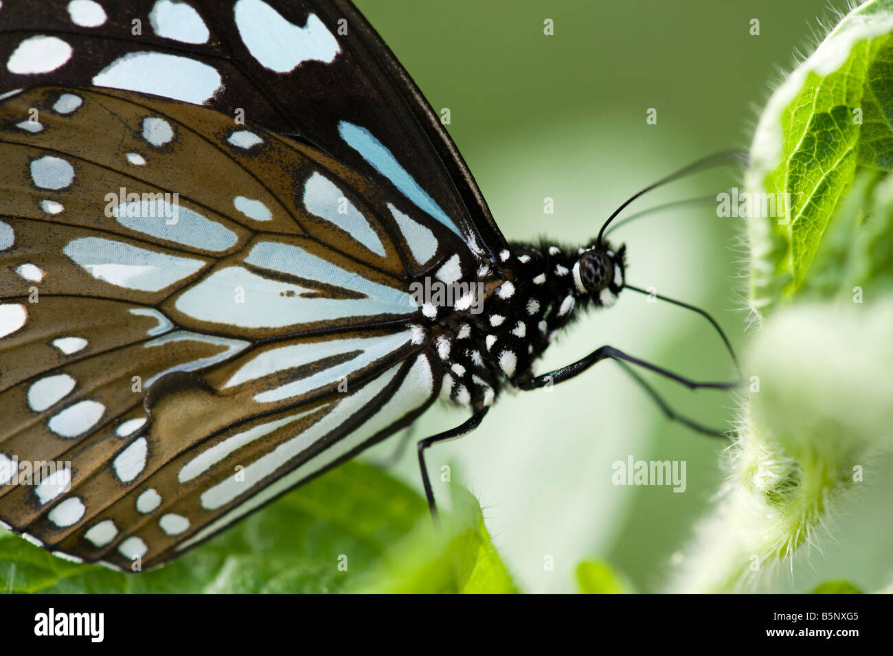 Tirumala limniace. Blue Tiger butterfly feeding in the indian countryside. Andhra Pradesh, India Stock Photo