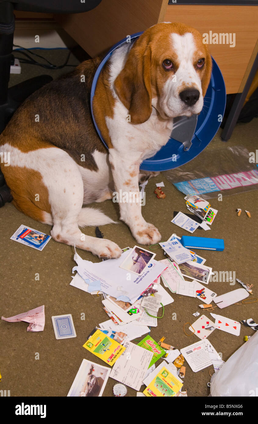 Naughty beagle caught with his head stuck in a waste paper bin and