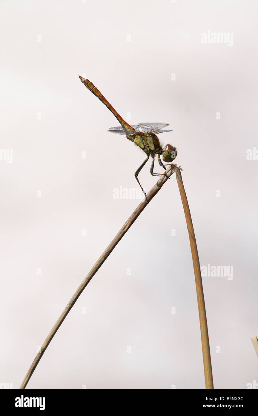 Dragonfly sitting on grass before light background Stock Photo - Alamy