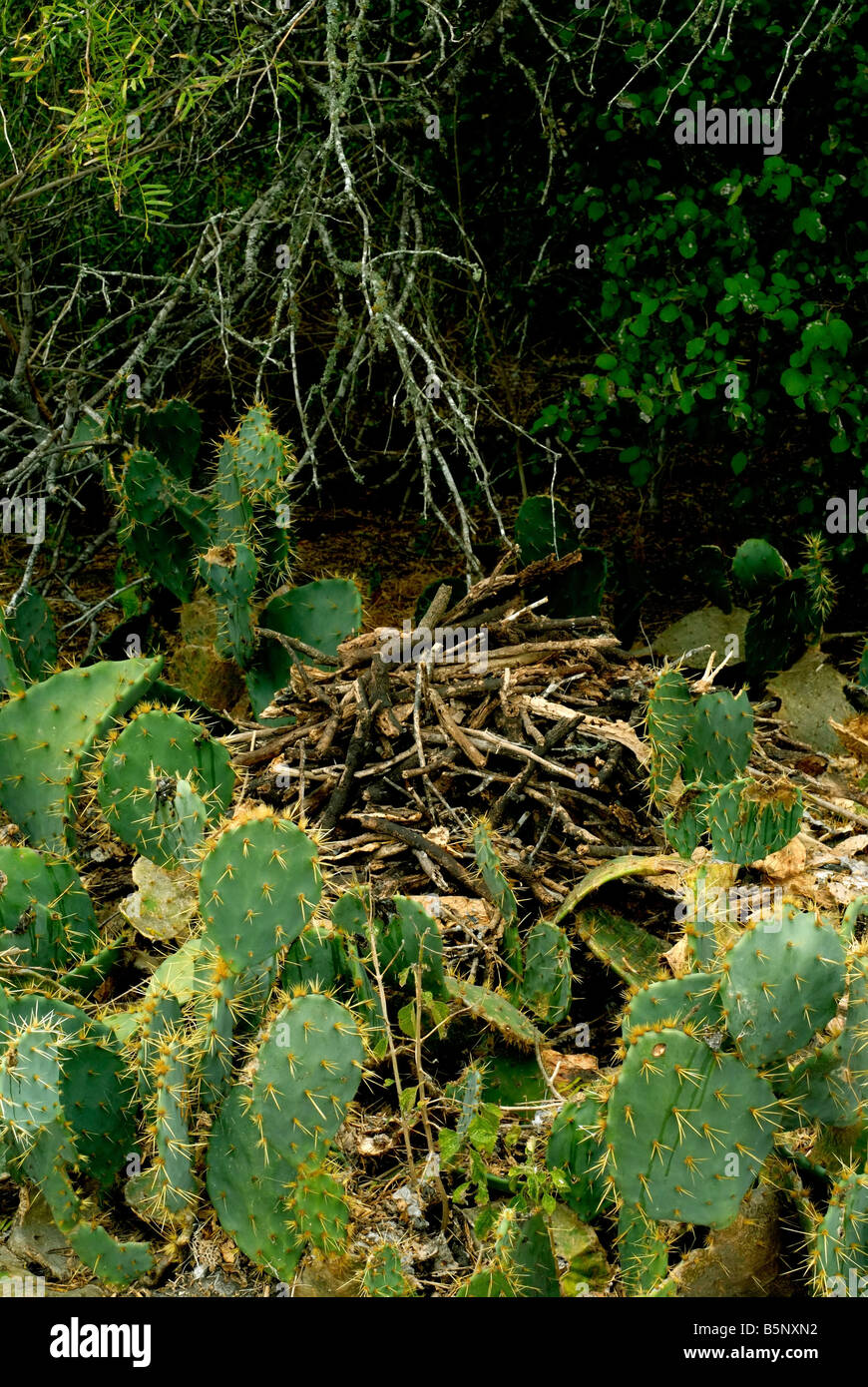 Rats build nest prior to winter,they use sticks to build nest in prickly pear plants for protection Stock Photo