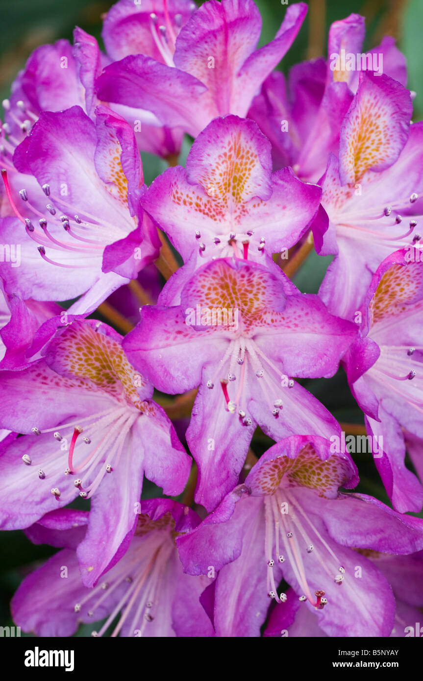 Purple azaleas in bloom unidentified variety Stock Photo