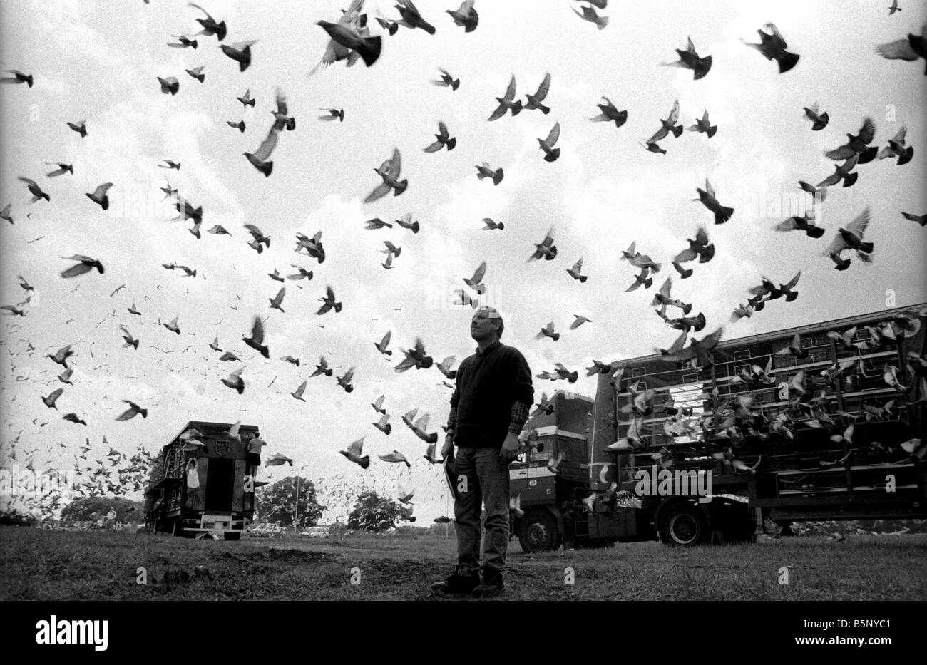 Pigeon racing in the UK. Working class sport Stock Photo Alamy
