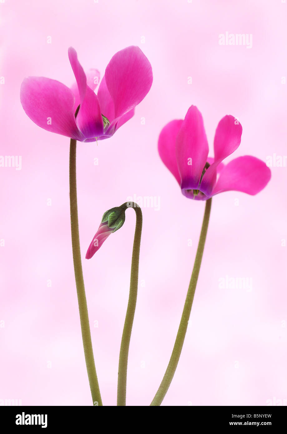 Pink Cyclamen Flowers Stock Photo