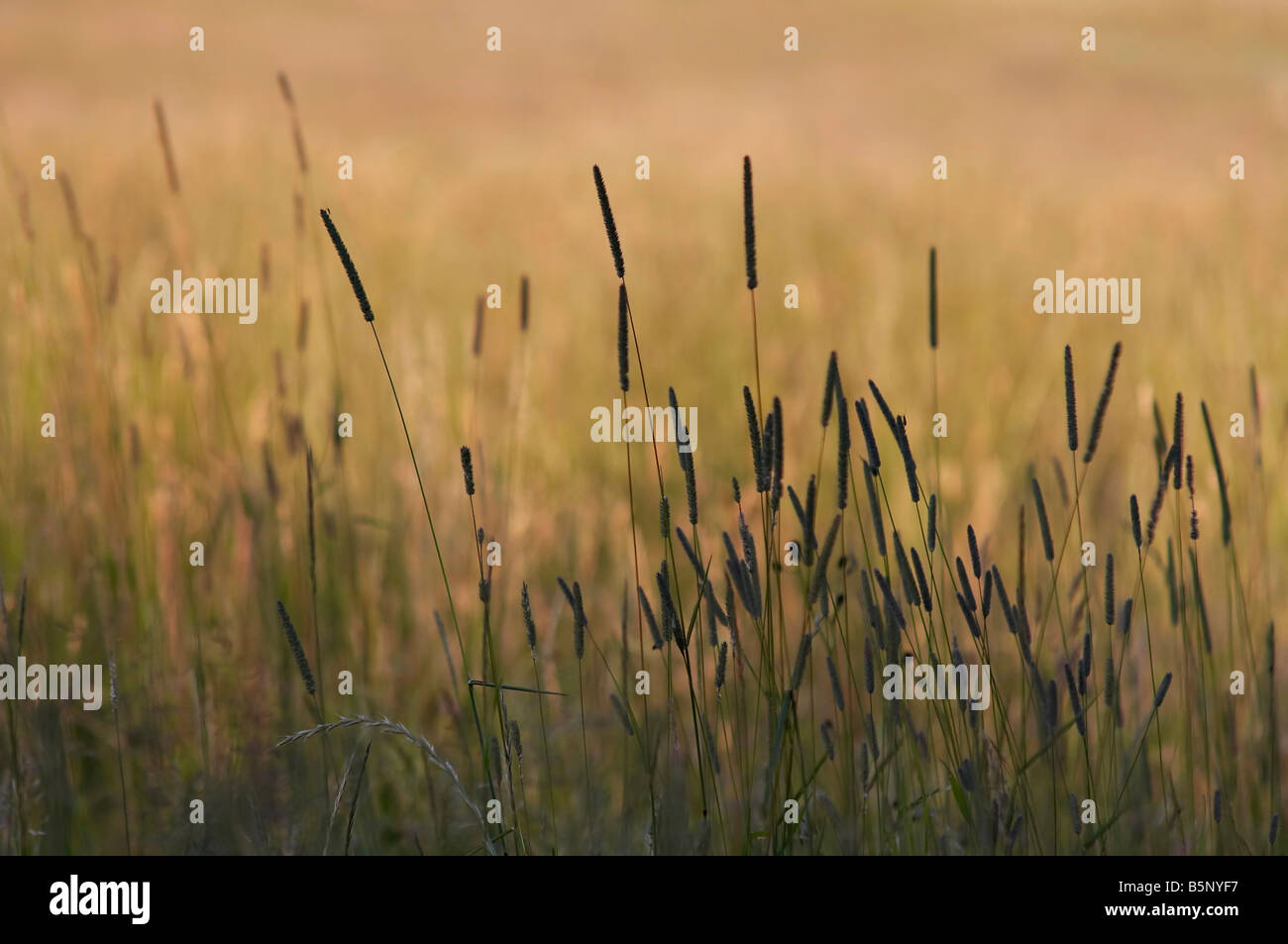 Abstract shot of the blades of grass - evening Stock Photo