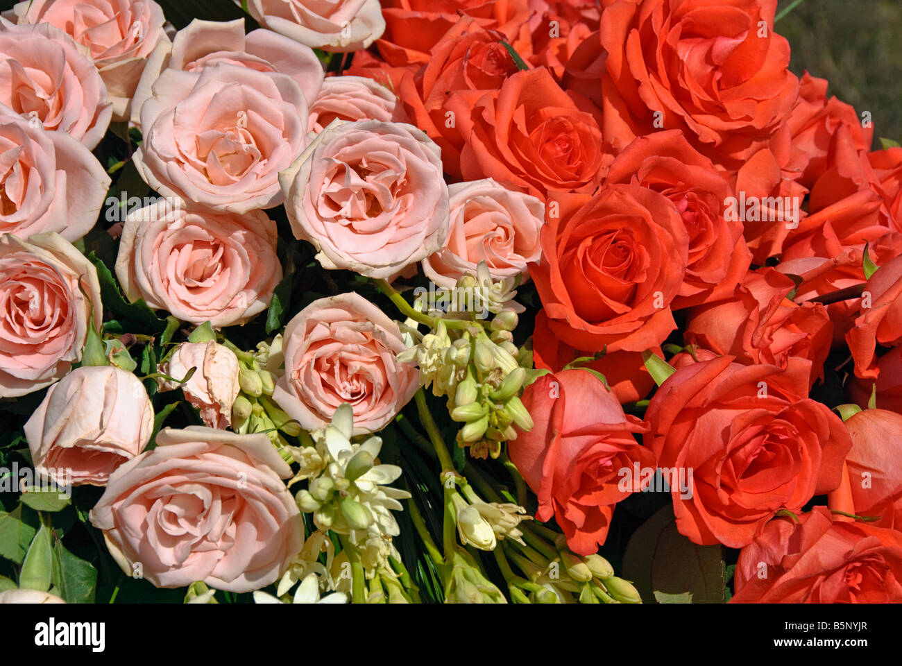 valentine, valentines, rose perennial flowering shrub vine genus Rosa Valentine's Day close up roses natural flowers greenery Stock Photo