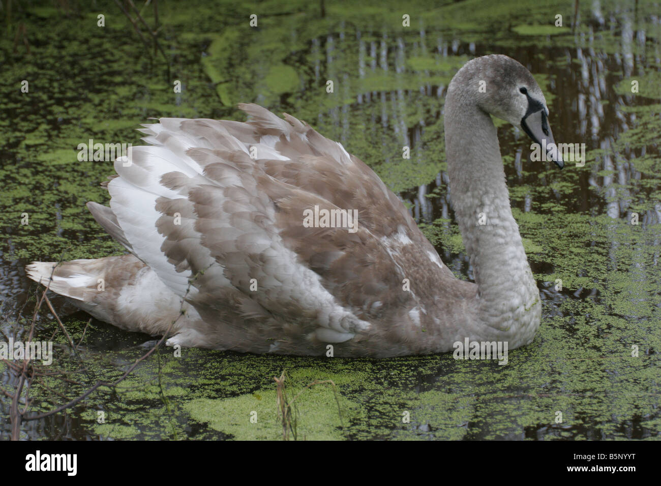Mute swan Cygnus olor cygnet on a weed covered pond Stock Photo