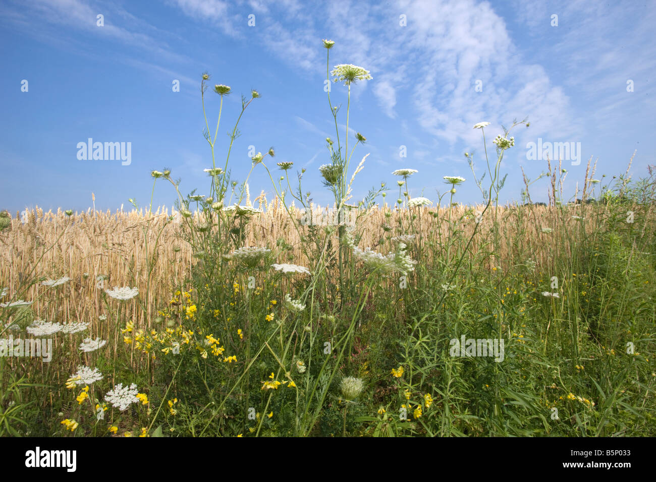 WEEDS AT SIDE OF WHEAT FIELDS BROOKVILLE JEFFERSON COUNTY PENNSYLVANIA USA Stock Photo