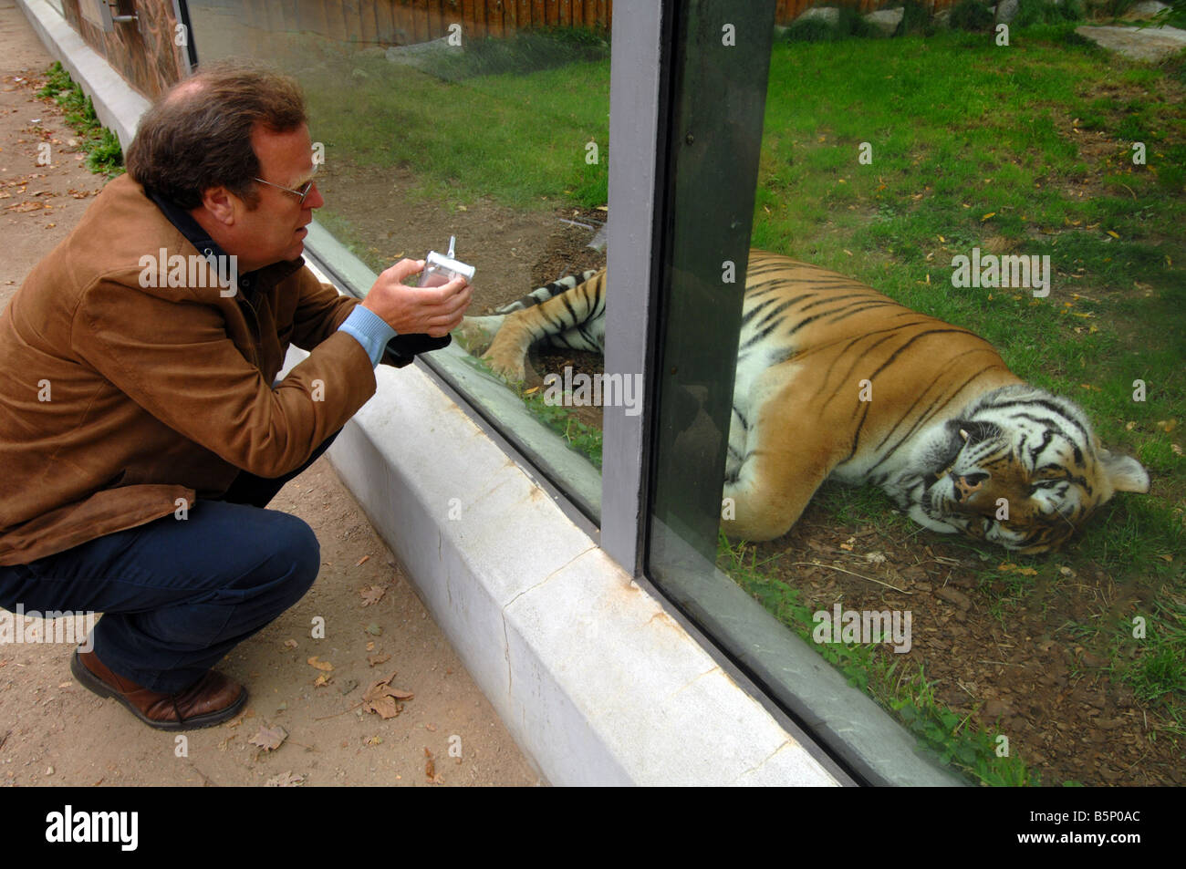 Tiger 'Panthera tigris' in captivity Stock Photo