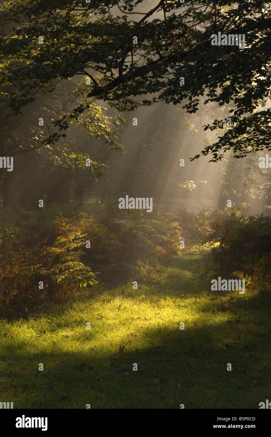 A small stream near Bolderwood in the New Forest Hampshire, taken  'contre-jour' meaning against the light Stock Photo - Alamy