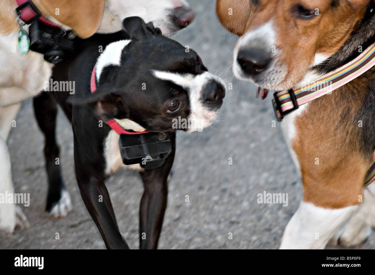 Three friendly dogs sniffing each other cautiously Stock Photo Alamy