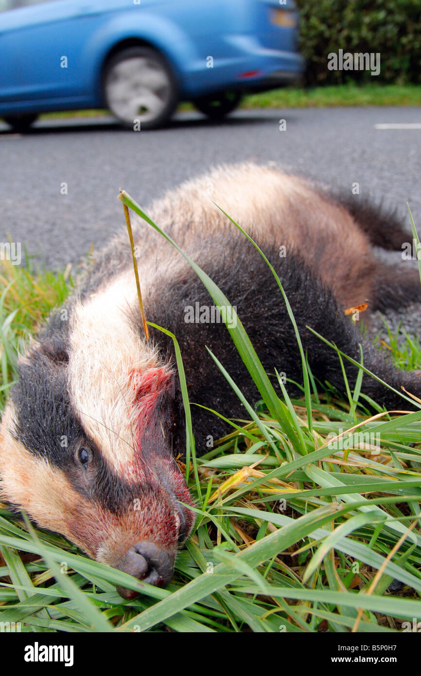 Dead badger by the side of a country road somerset UK Stock Photo Alamy