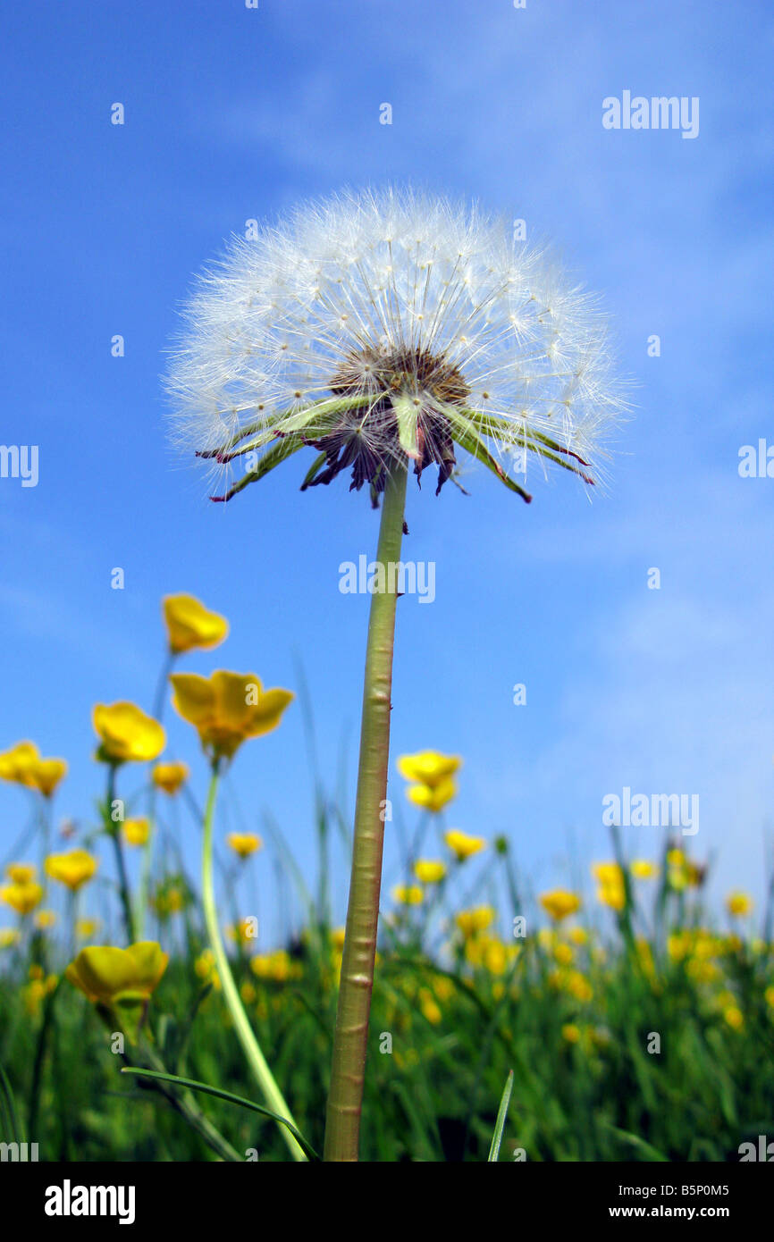 Dandelion and buttercups Stock Photo