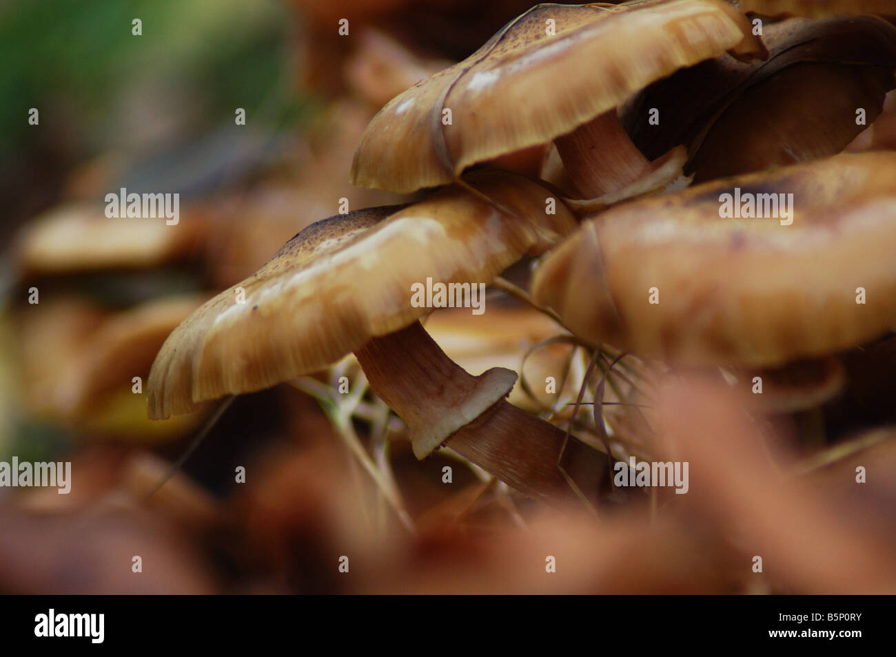 Group of mushrooms growing on a tree stump Stock Photo - Alamy