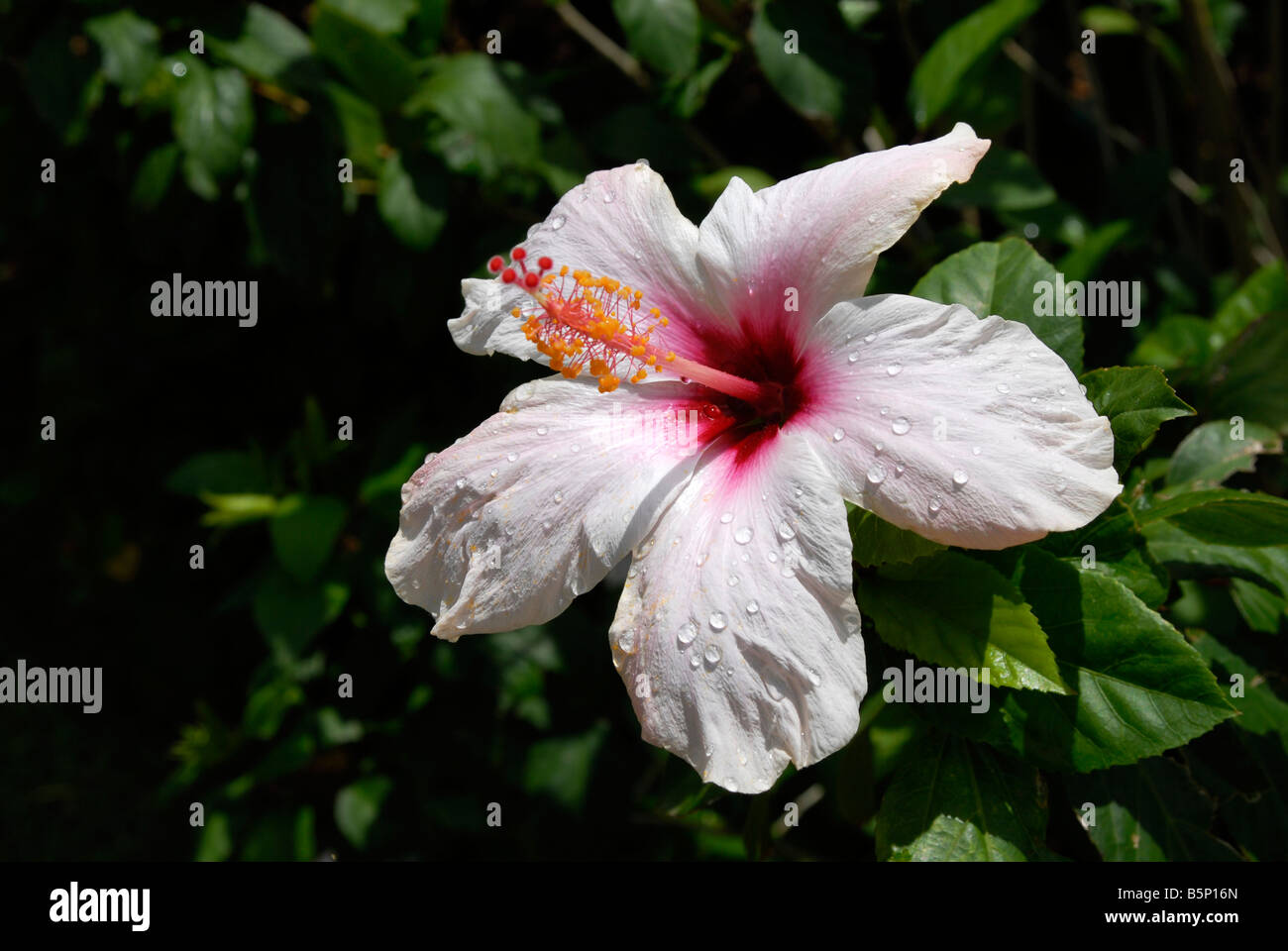 Hibiscus Deshaies botanic garden Guadeloupe French Antilles Stock Photo