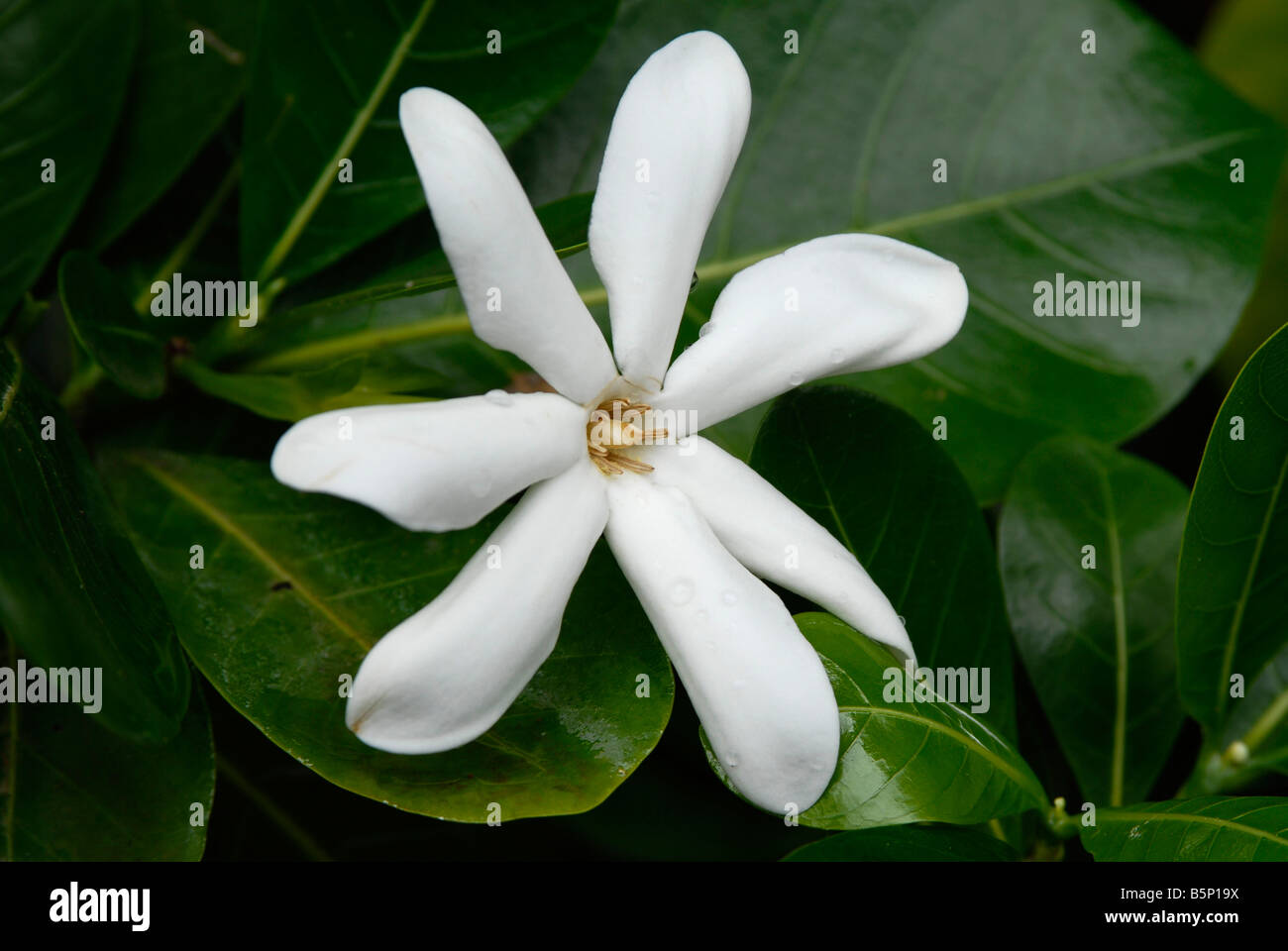 Plumieria hi-res stock photography and images - Alamy