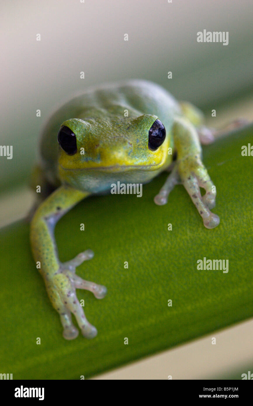frog green amphibian toad Uganda africa Stock Photo