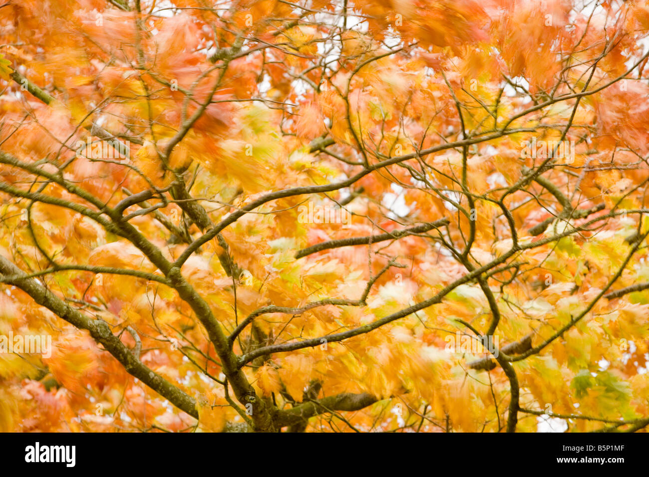 A Maple tree with autumn foliage blowing in a strong wind Stock Photo Alamy