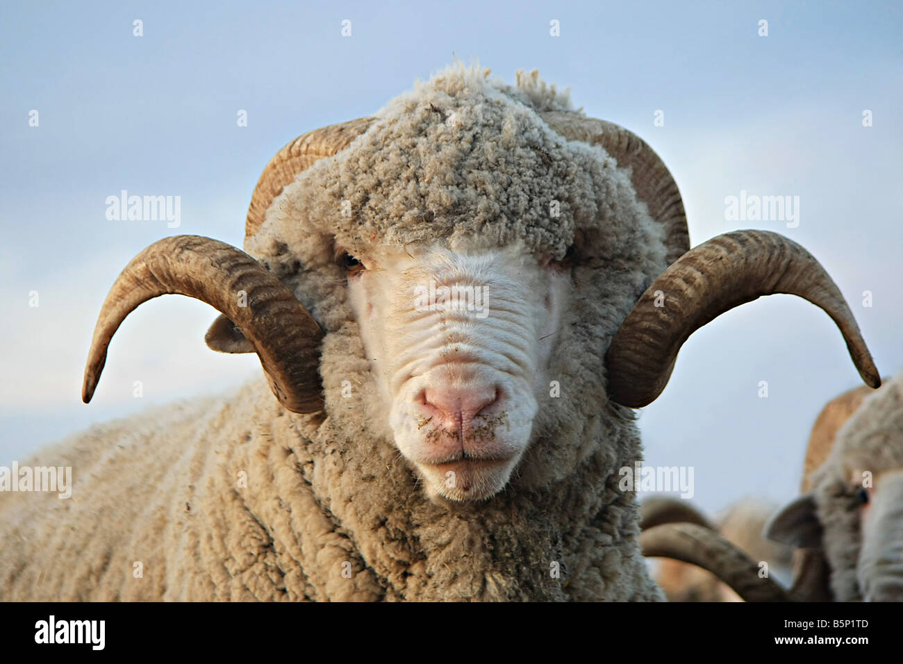 Close-up sheep Sheep looking at the camera Stock Photo - Alamy