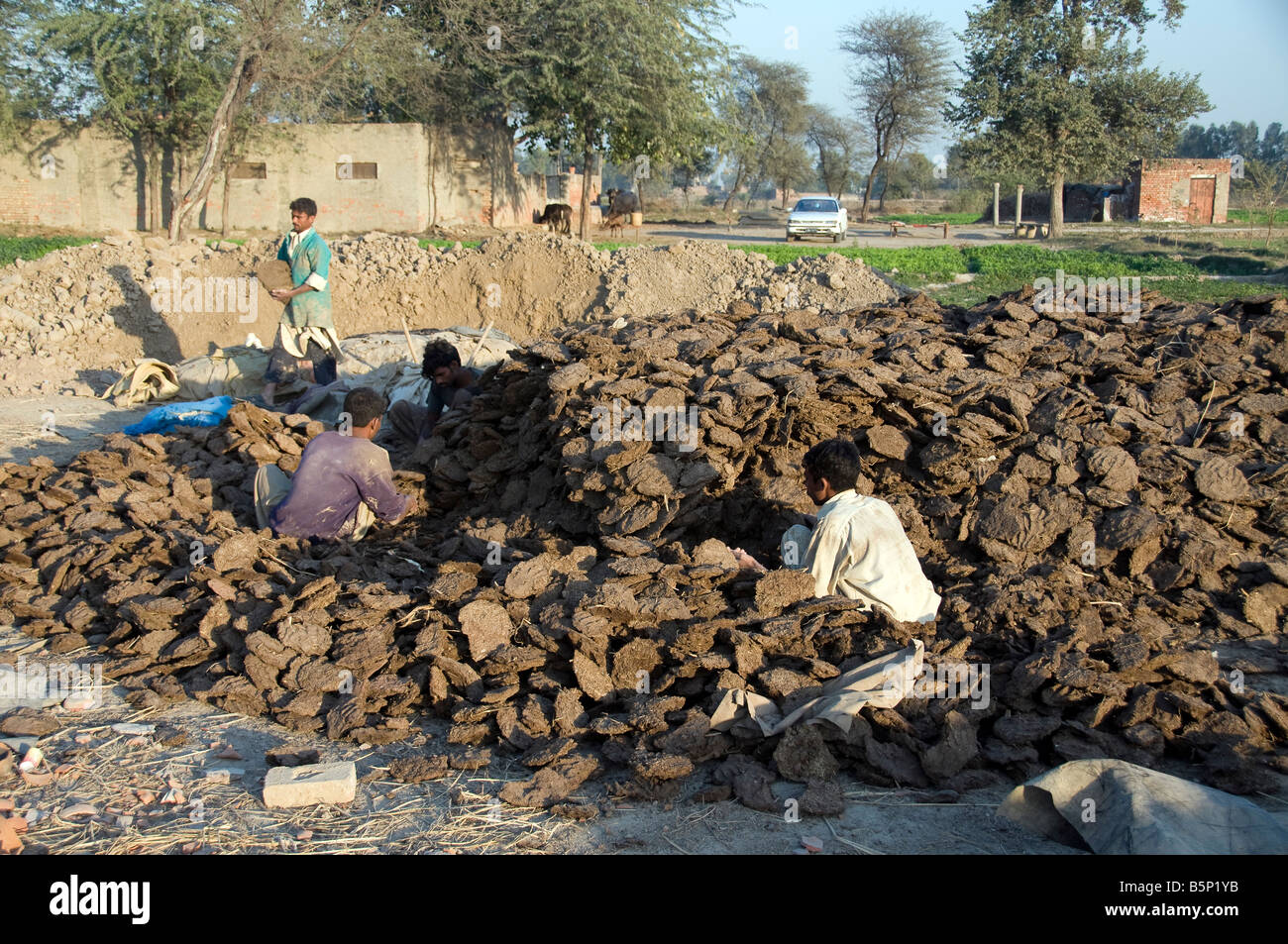 Cow Dung Preparation To Fire Clays Pots In Kiln Lahore Pakistan
