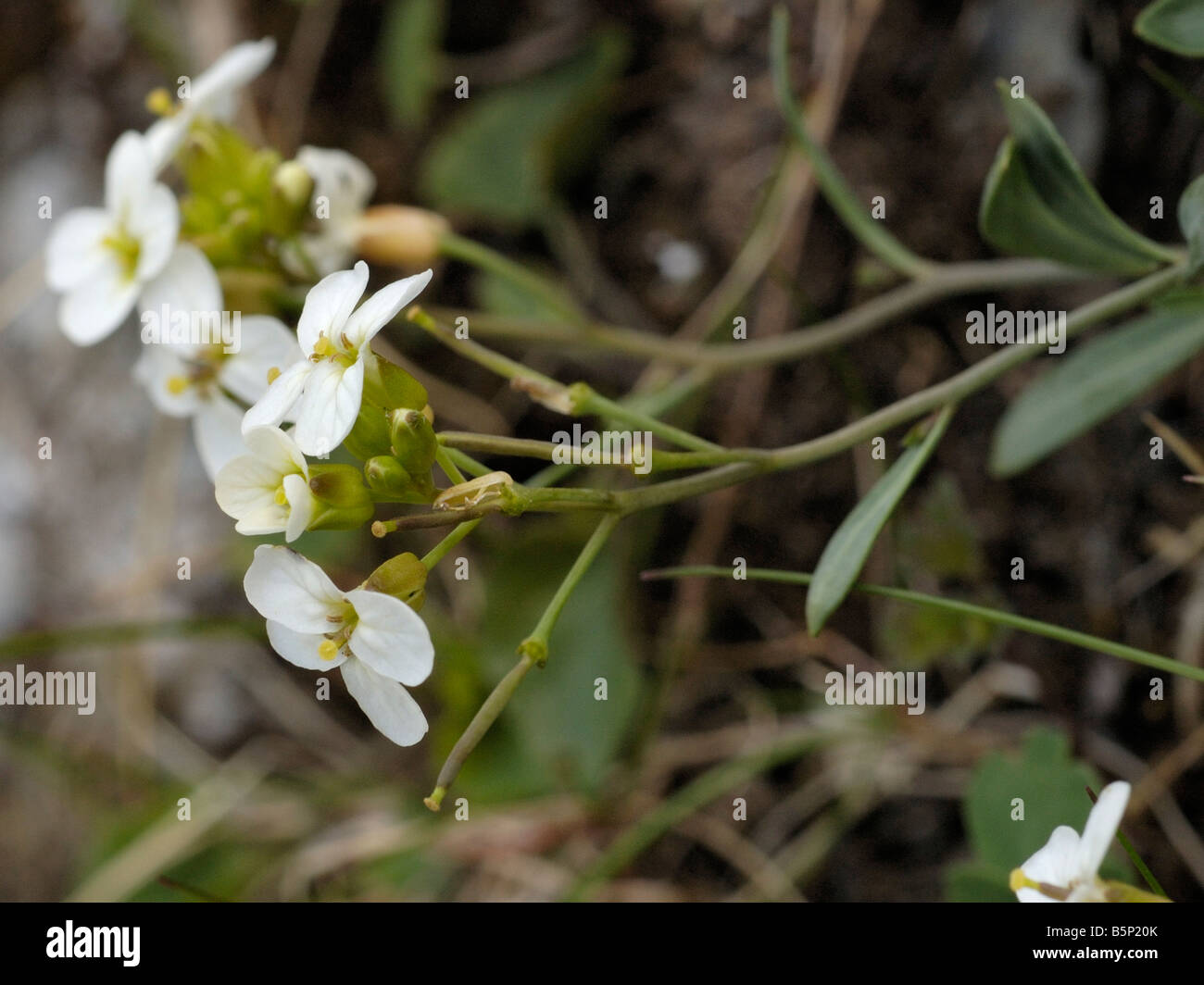 Northern Rock cress, arabidopsis petraea Stock Photo