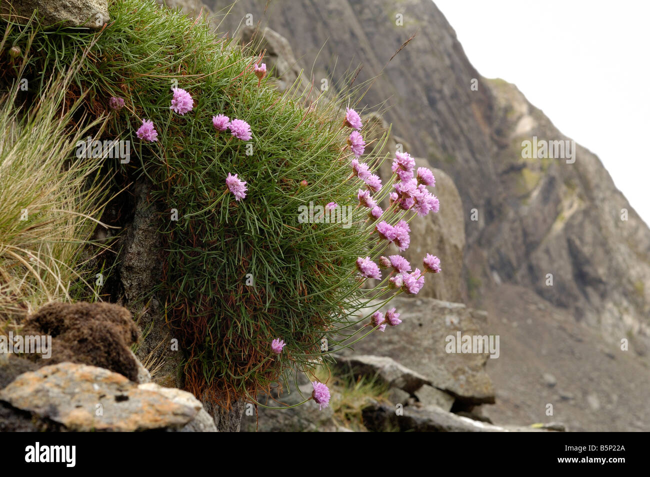 Thrift or Sea Pink, armeria maritima, growing below Snowdon peak Stock Photo