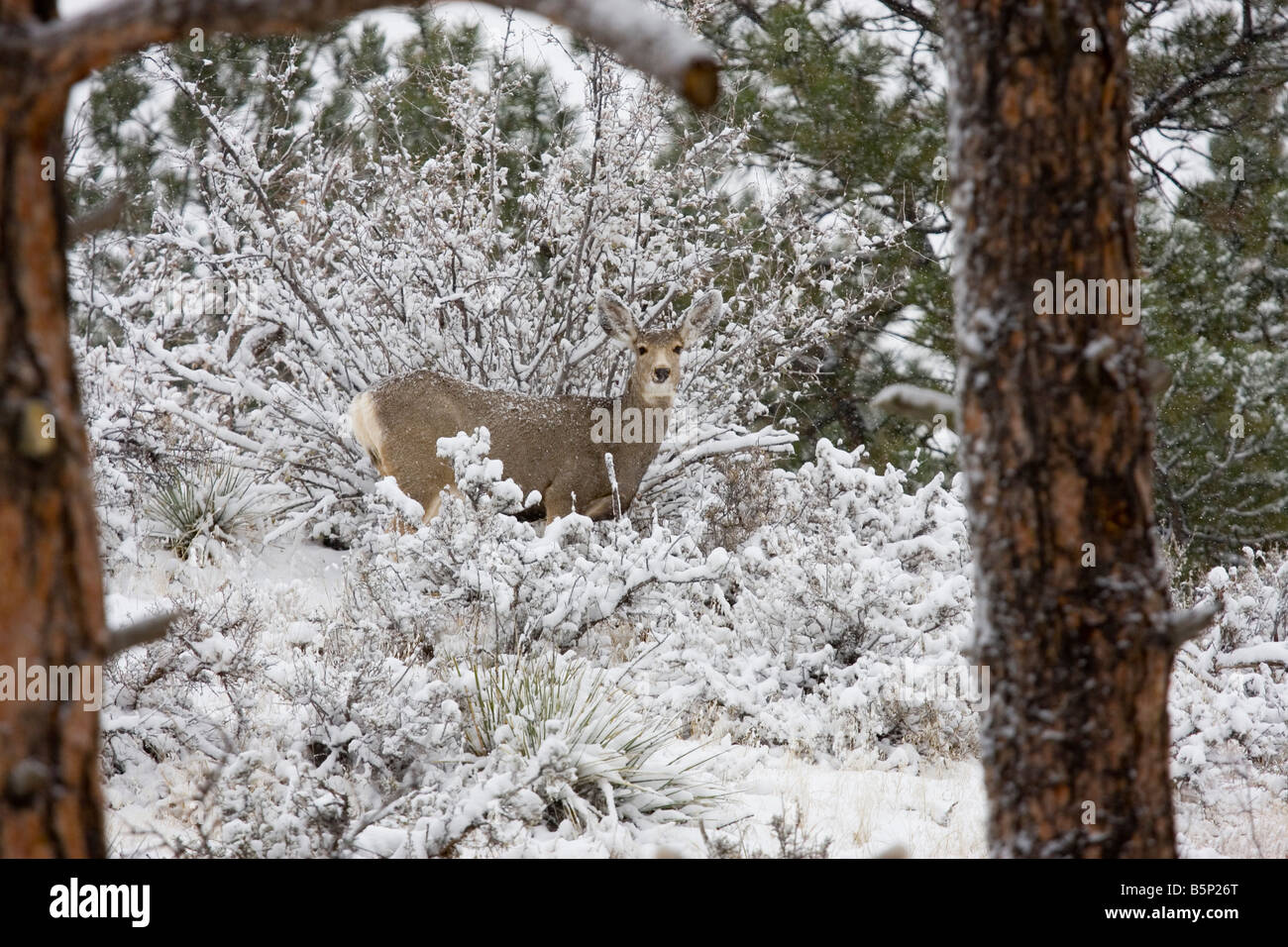 Mule deer forage for food on a cold snowy Colorado winter morning Stock Photo