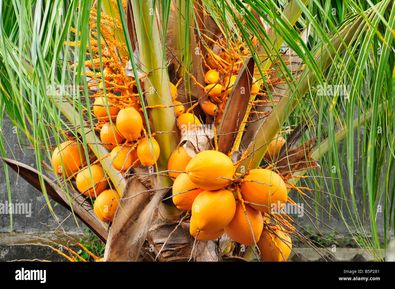 Yellow coconut tree, Bali, Indonesia Stock Photo Alamy