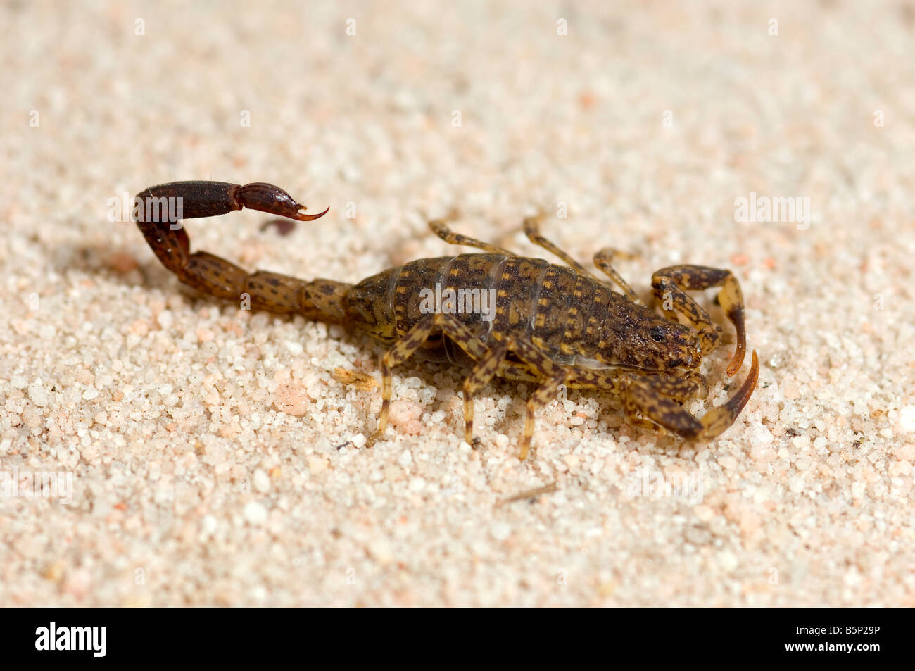 Australian little marbled scorpion Stock Photo
