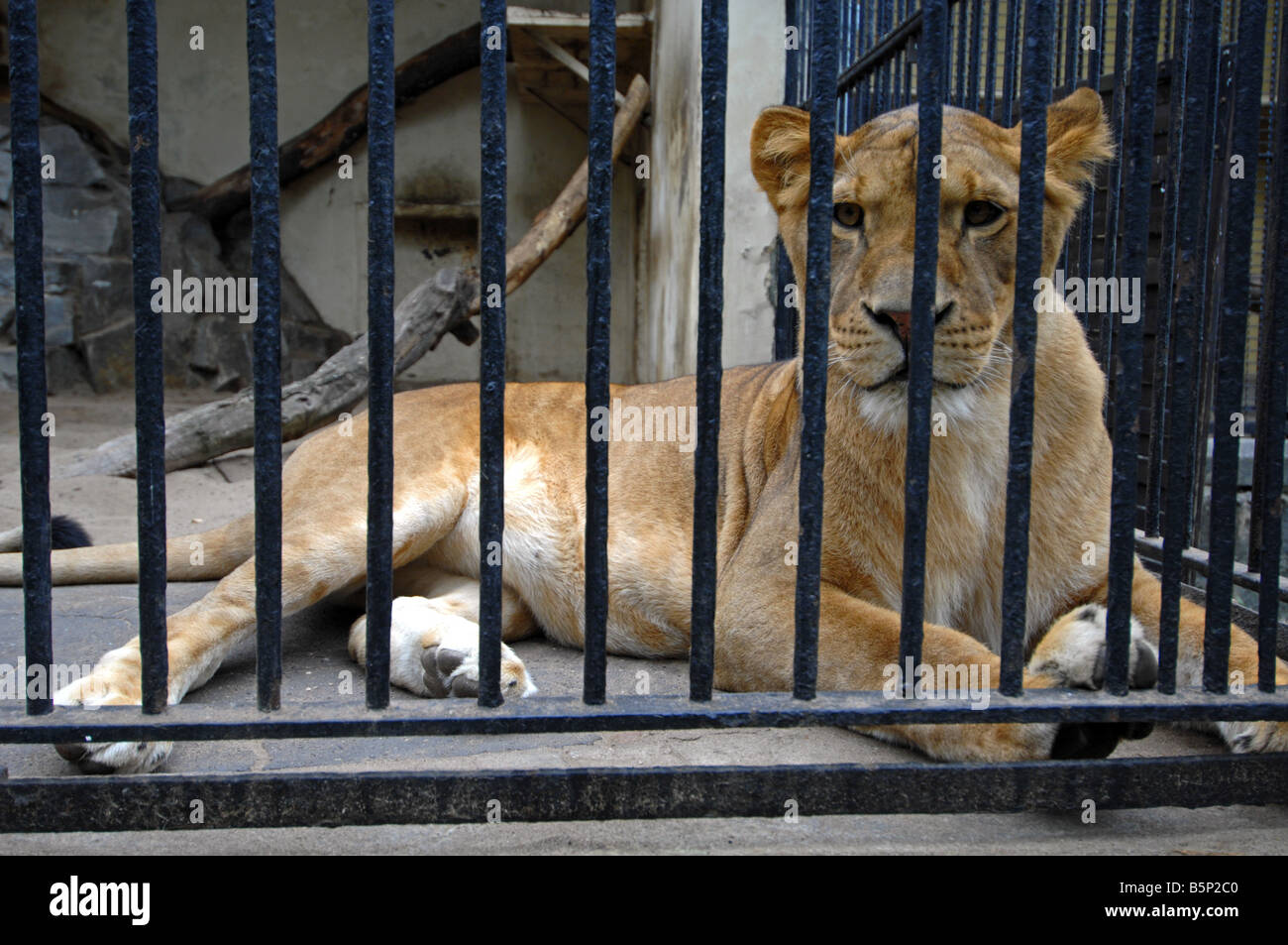 Lion in captivity Stock Photo