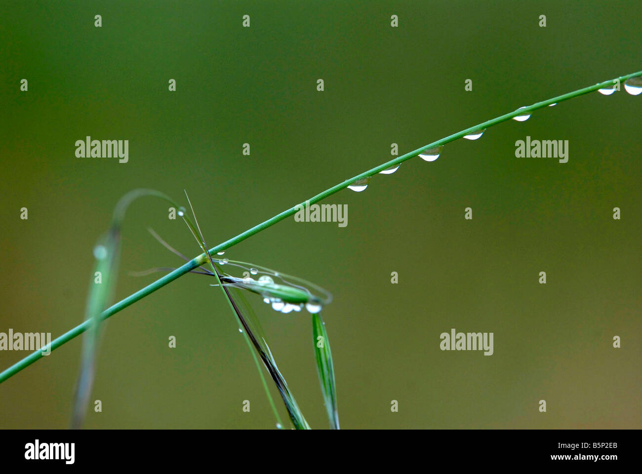 Dew drops on grass seeds in the Western Cape, South Africa. This is springtime, before the dry Mediterranean summers. Stock Photo