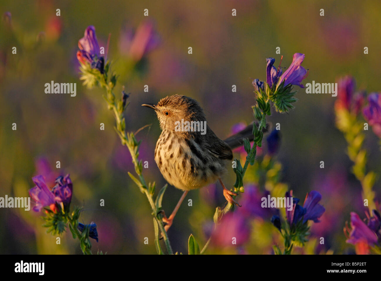 Karoo prinia sitting on bright purple weeds growing in Western Cape, South Africa Stock Photo