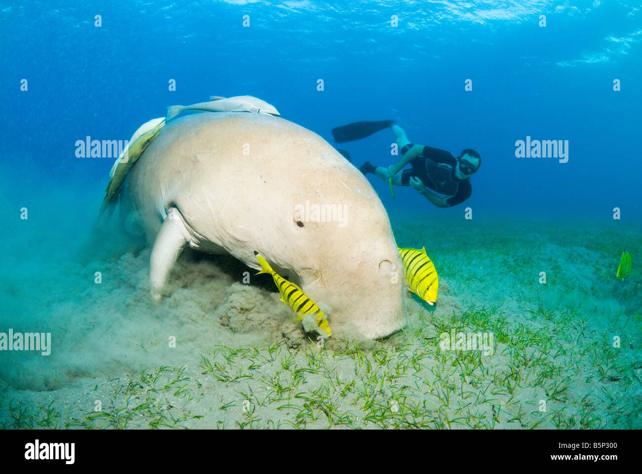 Dugong Sea Cow feeding on the shallow sea grass field Gnathanodon