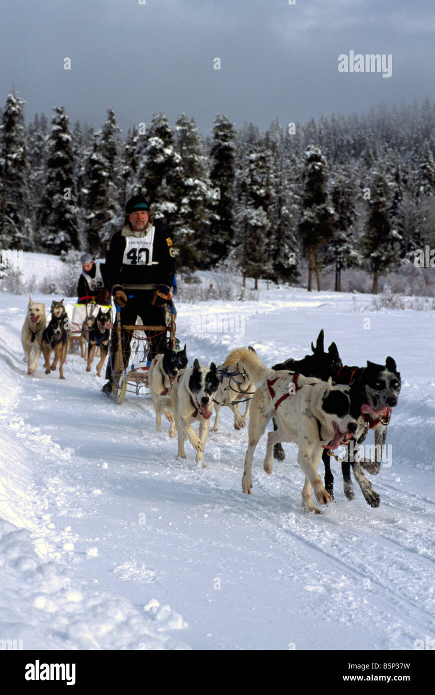 Teams of Sled Dogs racing at the International Sled Dog Race near