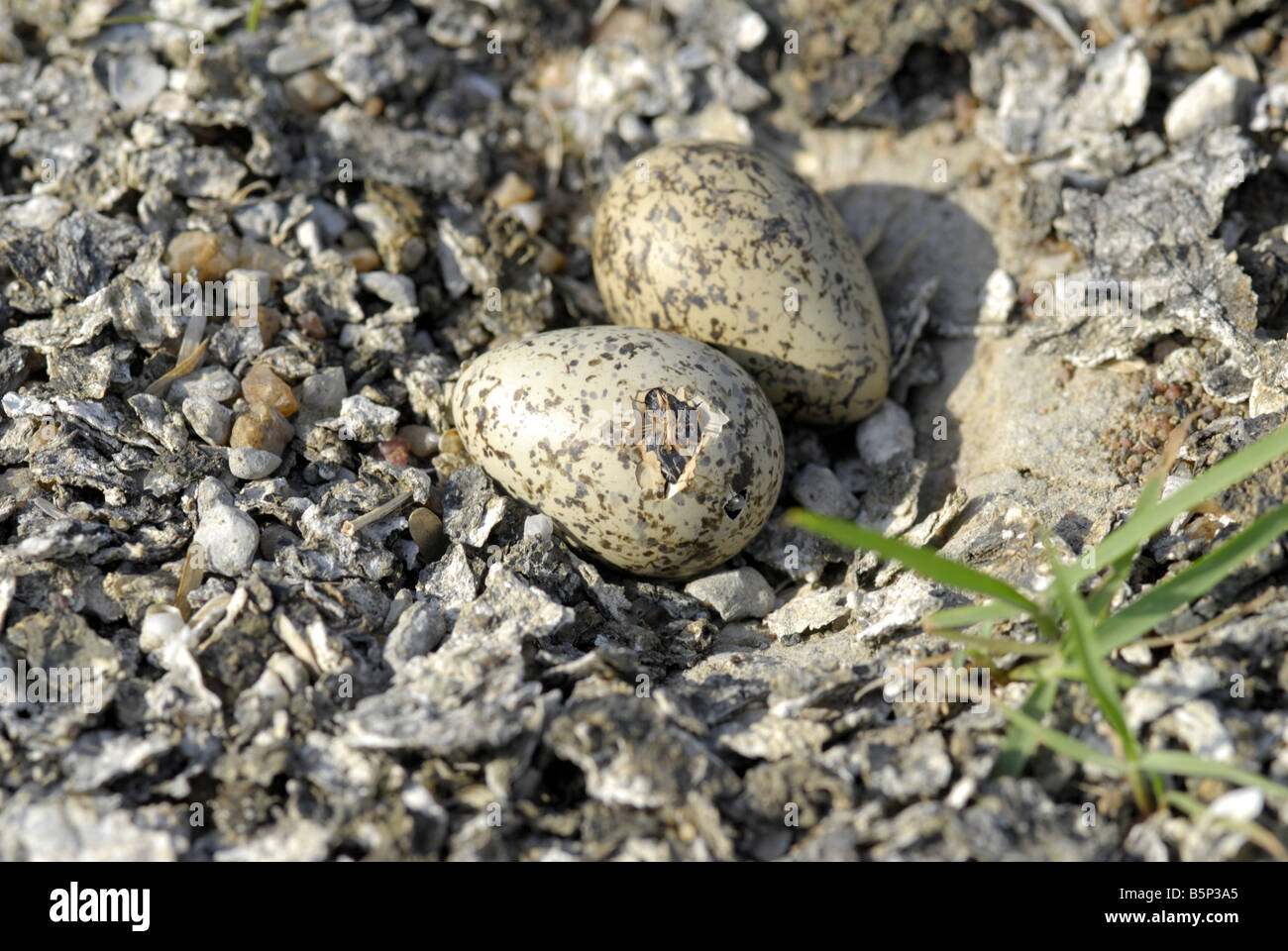 Little Ringed Plover Eggs High Resolution Stock Photography and Images