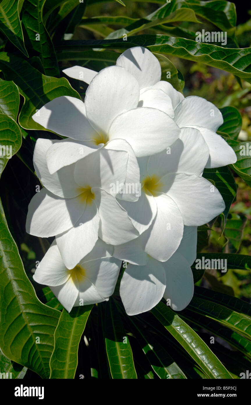 Frangipani flowers Stock Photo