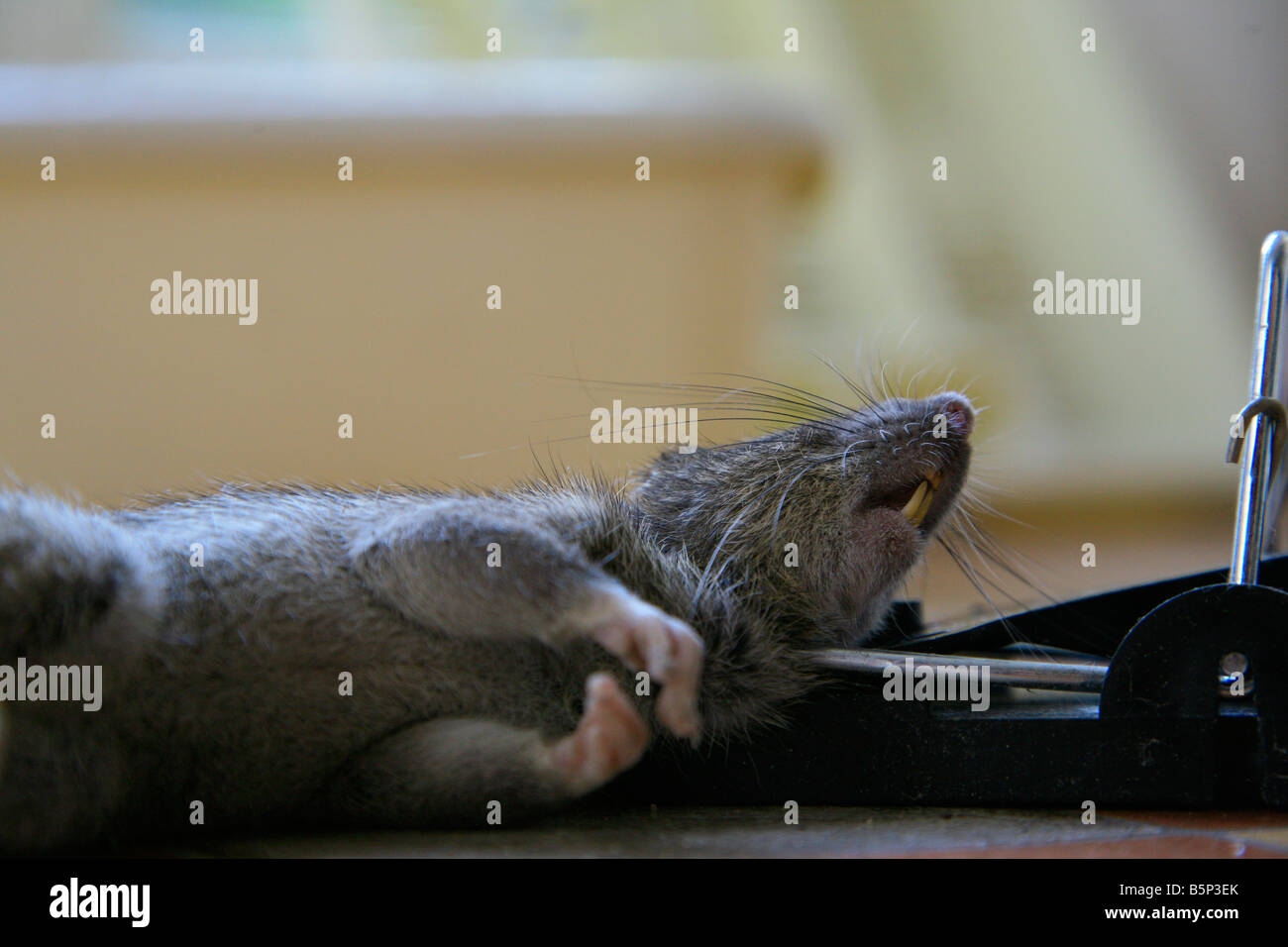 Dead rat in a trap Stock Photo