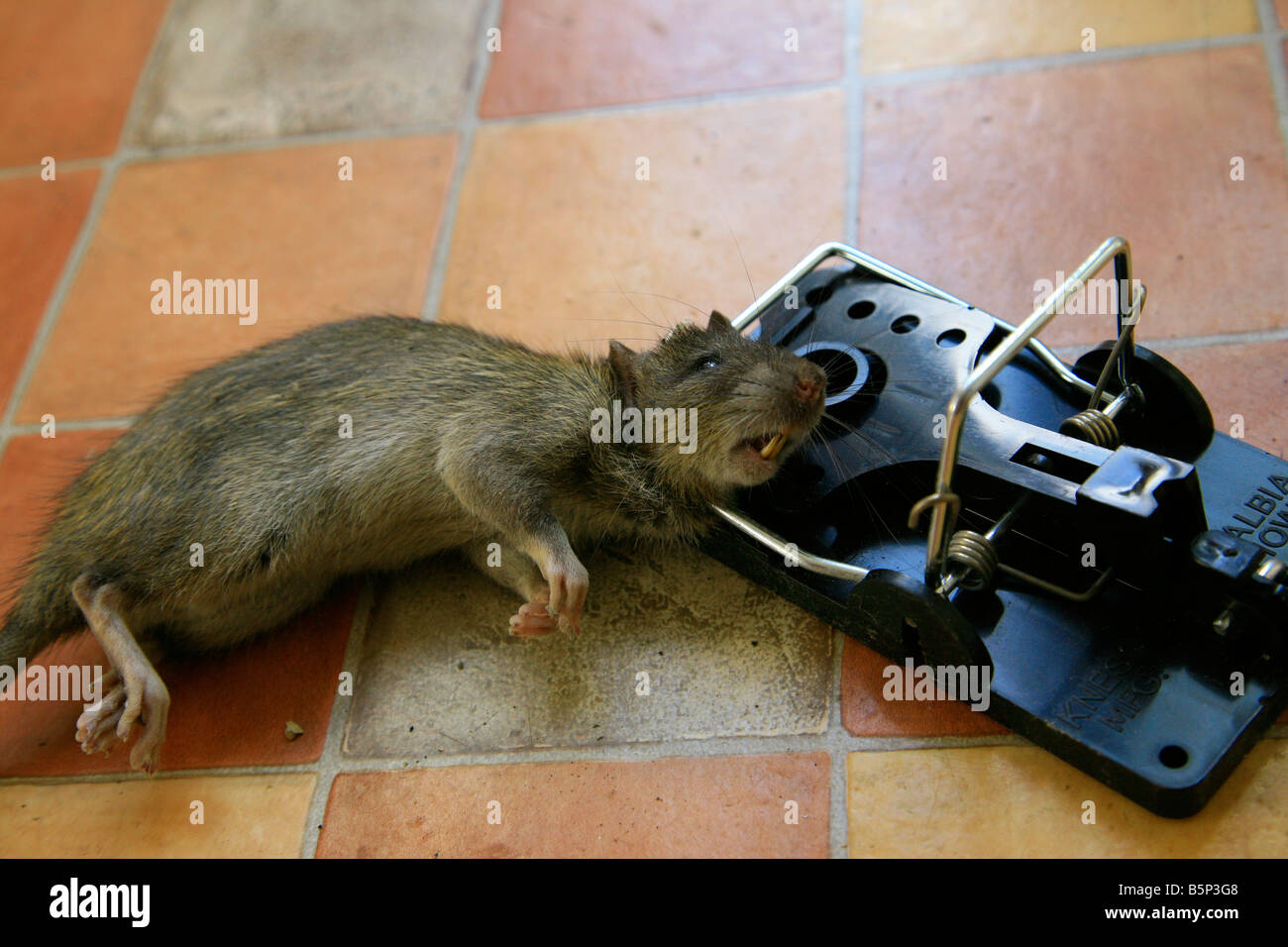 Dead rat caught in exterminator snap mouse trap. Pest and rodent removal  service. Stock Photo