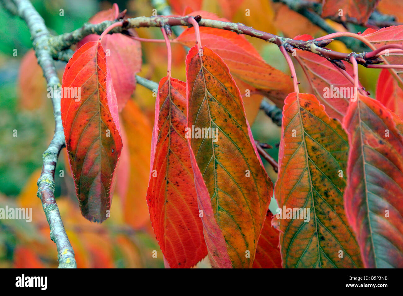 Prunus Shirofugen Agm Autumn Colour Stock Photo Alamy